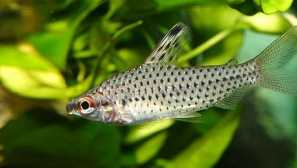 Хилодус: съдържание, съвместимост, видео видео, описание, размножаване.